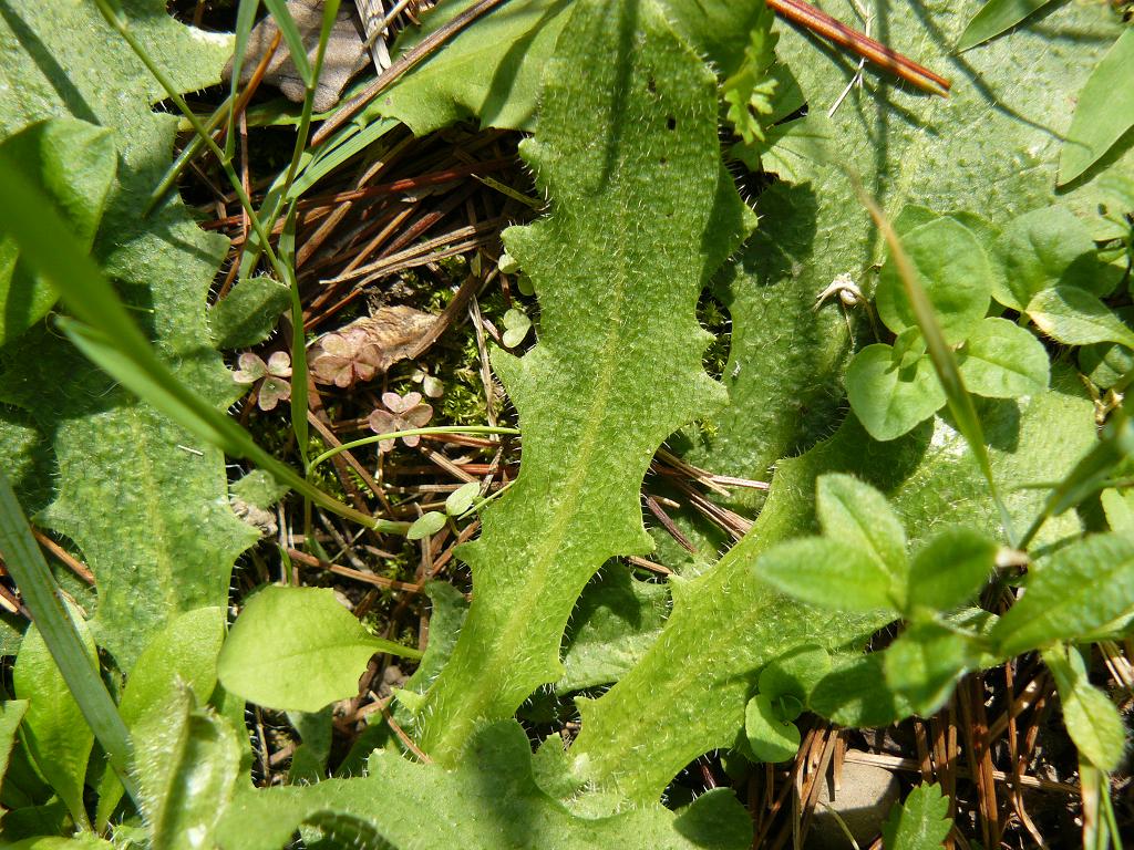 composita fiore giallo: Hypochoeris radicata